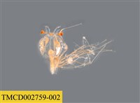 藏品(龍蝦幼體)的圖片